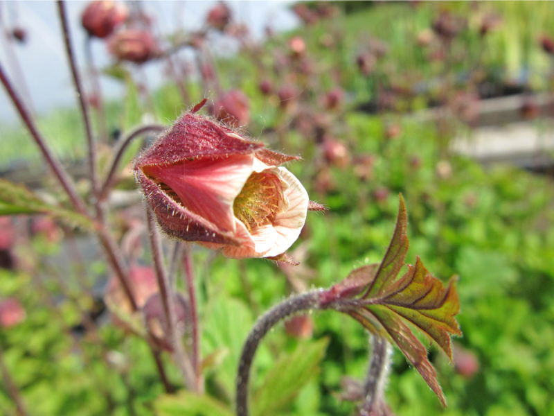 Bachnelkenwurz - Geum rivale